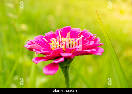 Rosa Blume am sonnigen Morgen Stockfoto