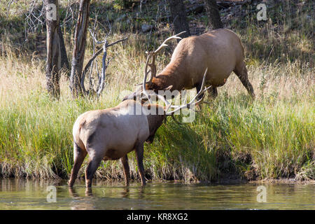 Kämpfende Wapiti Hirsche am Madison River. Kämpfen elk Stiere Madison am Fluss. Stockfoto