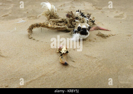 Kochen und Leiche eines Vogels am Strand Stockfoto