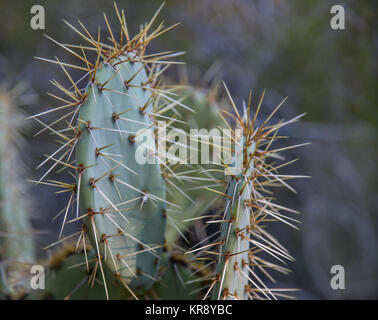 Desert Botanical Garden, Kakteen close-up, Phoenix, Arizona Stockfoto