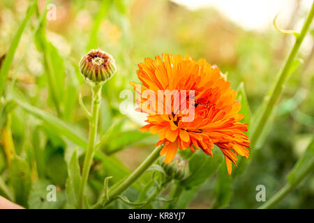 Orange Blume auf der sonnigen Morgen Stockfoto