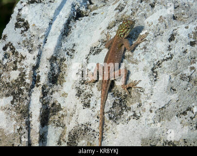 Juvenile African Rainbow Lizard oder Afrikanische Rothaarige Agama Africana Stockfoto