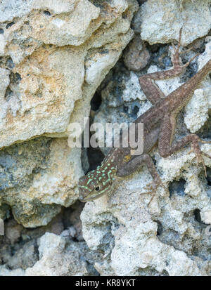 Juvenile African Rainbow Lizard oder Afrikanische Rothaarige Agama africanaz Stockfoto