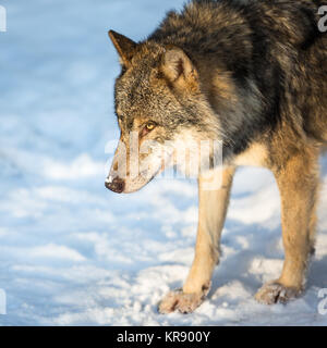 Grau/eurasischen Wolf (Canis Lupus) Stockfoto