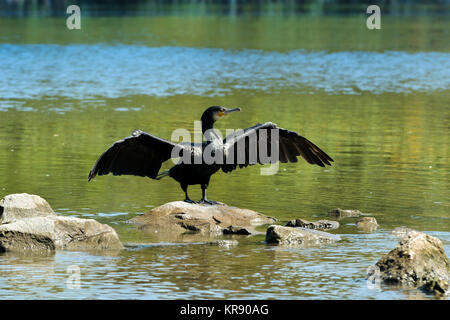 Kormoran am Fluss reinigt sein Gefieder Stockfoto