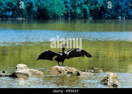 Kormoran am Fluss reinigt sein Gefieder Stockfoto