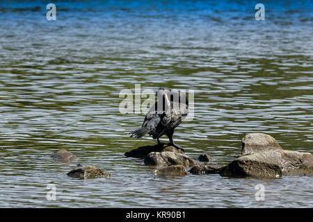 Kormoran am Fluss reinigt sein Gefieder Stockfoto