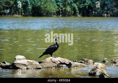 Kormoran am Fluss reinigt sein Gefieder Stockfoto