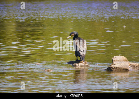 Kormoran am Fluss reinigt sein Gefieder Stockfoto