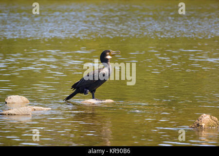 Kormoran am Fluss reinigt sein Gefieder Stockfoto