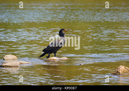 Kormoran am Fluss reinigt sein Gefieder Stockfoto