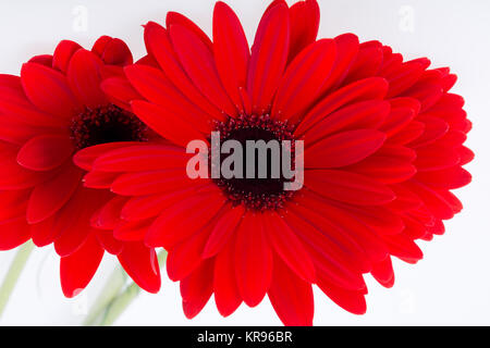 rote Gerbera Daisy Blume Stockfoto