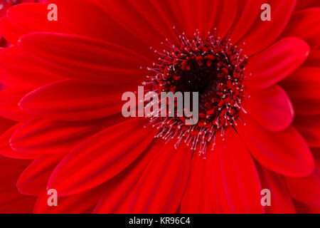 rote Gerbera Daisy Blume Stockfoto