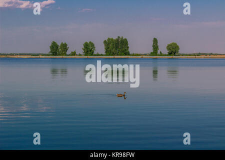 Entspannende Wasserlandschaft mit einsame Ente und Bäume Reflexion Stockfoto