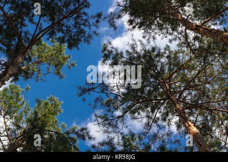 Kiefer Stiele Spitzen Himmel Lookup Stockfoto