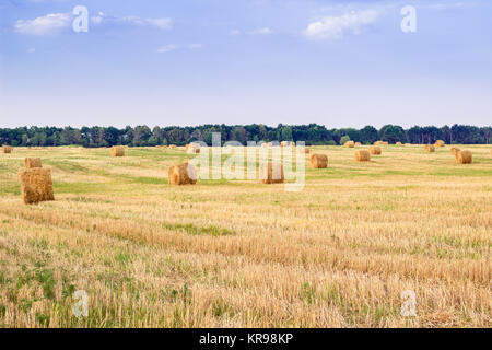 Hay Stacks auf Landschaft Feld während der Ernte Stockfoto