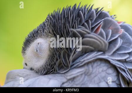 Müde müde Graupapagei / African Grey Parrot Stockfoto