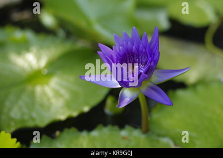 violette Lilie in den Teich an einem sonnigen Tag, violette Lotusblüte Stockfoto