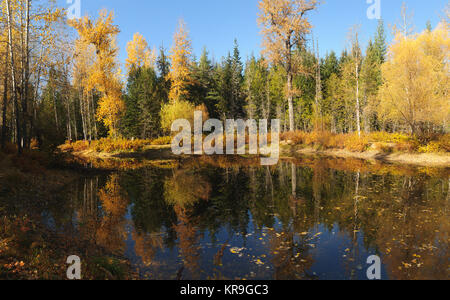 Herbst Farben um Moose Lake im nördlichen Idaho Stockfoto