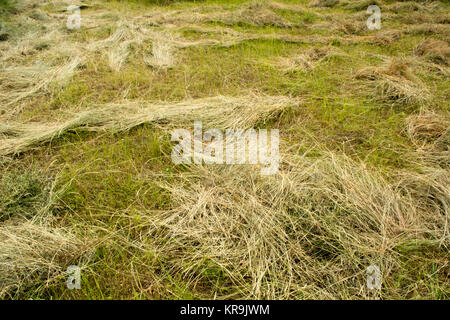 Gemähtes Heu Stockfoto