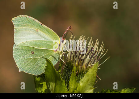 Zitronenfalter sitzt in einer Blüte Stockfoto