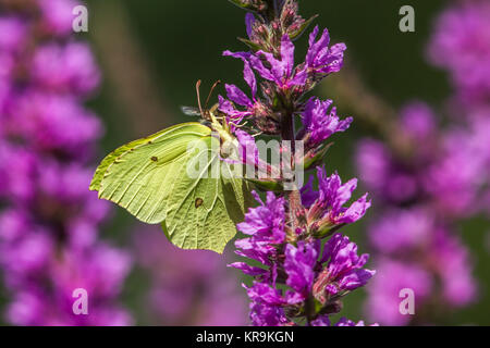 Zitronenfalter sitzt in einer Blüte Stockfoto