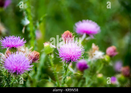 Das Thistle Blumen. Stockfoto