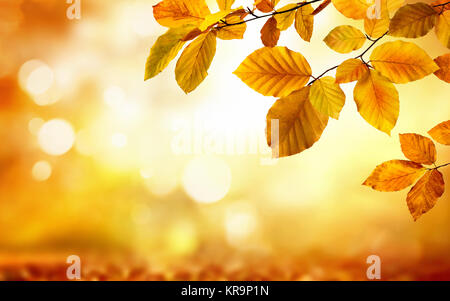 Buche-Herbstblätter schmücken einen schönen Natur Bokeh Hintergrund mit Waldboden Stockfoto