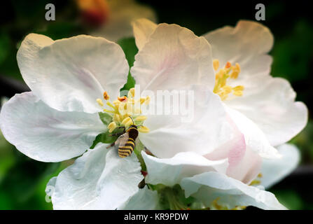 Auf den Blumen von Apple Biene sammelt Nektar. Stockfoto