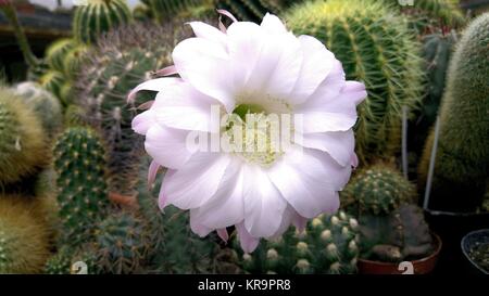 Blühende Kakteen (echinopsis sp.) Stockfoto