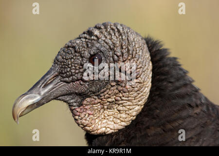 Â Mönchsgeier - [coragyps atratus] Stockfoto