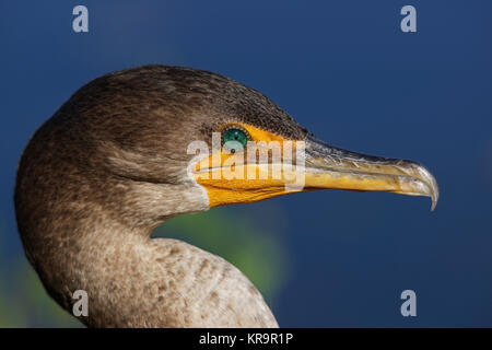 - Kormoran - [Araneus diadematus] Stockfoto