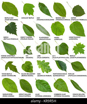 Grüne Blätter von Bäumen und Sträuchern mit Namen Stockfoto
