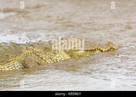 Kopf eines Mugger Crocodile an einem Flussufer Stockfoto