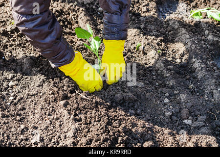 Bauer Pflanzen sprießen von Kohl in gepflügten Land Stockfoto