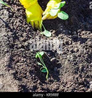 Bauer einpflanzen Sämlinge von Kohl in einem saatbeet Stockfoto