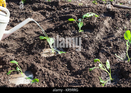 Bauer die Bewässerung der Kohl Sämlinge im Garten Stockfoto