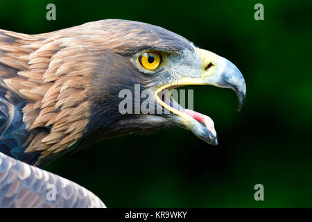 Golden eagle Stockfoto