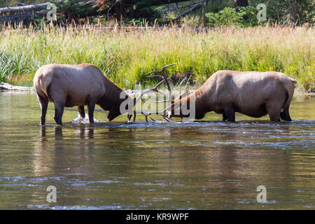 Kämpfende Wapiti Hirsche am Madison River. Kämpfen elk Stiere Madison am Fluss. Stockfoto