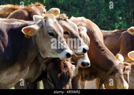 Neugierige junge braune Kühe auf einer Weide in Bayern Stockfoto