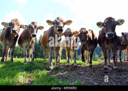 Neugierige junge Braune Rinder auf der Weide Stockfoto