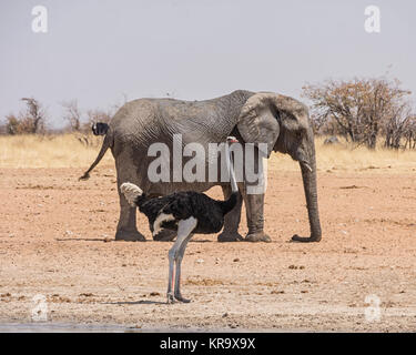 Ein Strauß und ein Elefant an einem Wasserloch in der Namibischen Savanne Stockfoto