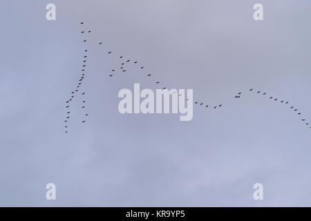 Keil ein Gänse nach Süden fliegen Stockfoto