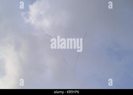 Keil ein Gänse nach Süden fliegen Stockfoto