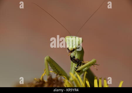 Die weibliche Gottesanbeterin frisst Wasp Stockfoto