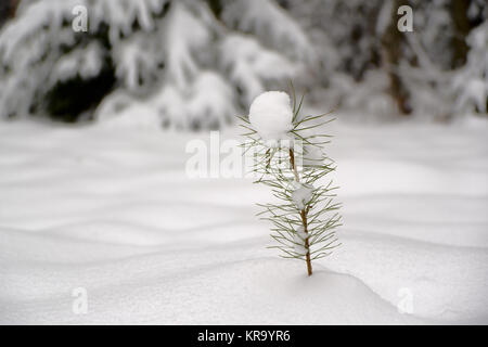 Kleine sprießen von Kiefer unter dem Schnee Stockfoto