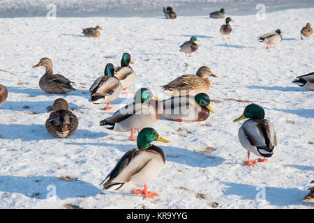 Duck auf Schnee, Eis. Tierwelt der Vogel im Winter Foto Stockfoto