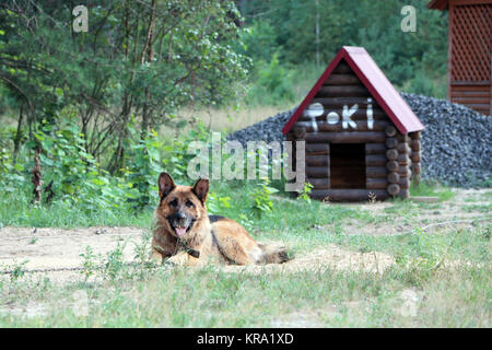 Deutscher Schäferhund Stockfoto