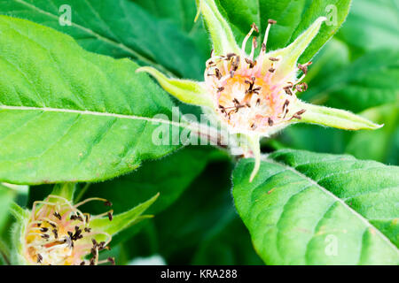 Blume des Mispel bestäubt Stockfoto