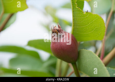 Unriped mispel Obst Stockfoto